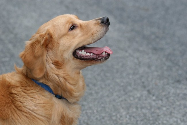 Toby the Golden Retreiver