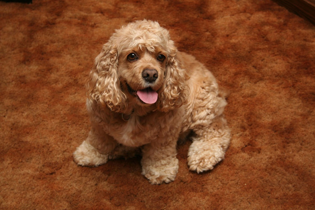 Honey the Cocker Spaniel