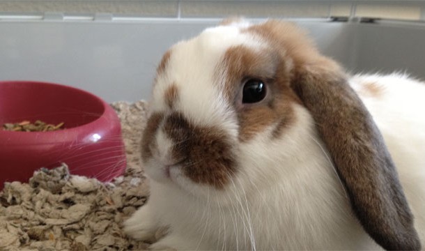 Finally, "bunny" isn't a term for a baby rabbit.