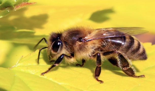 There are many different kinds of bees.