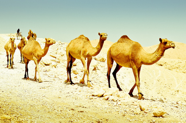 Camels