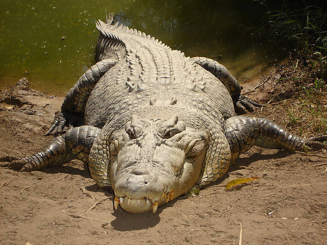 When You Hear How Long These Animals Go Without Eating…Your Tummy 