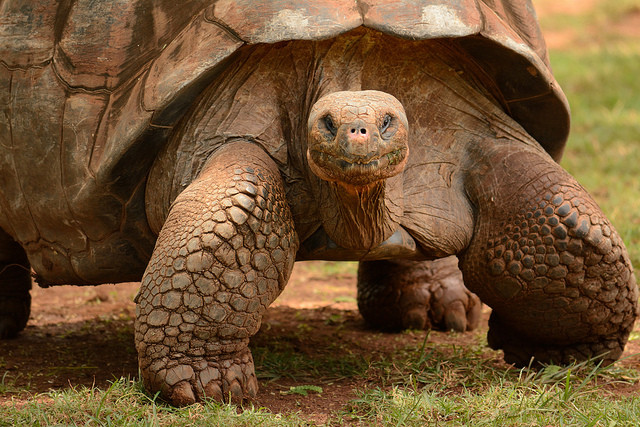 Gal&aacute;pagos tortoises