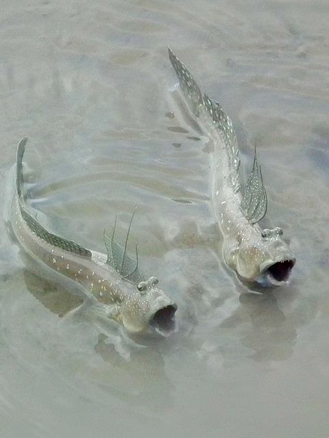 Mudskipper