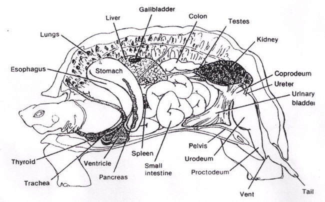 ...it's not just fat in that huge cavity. Here is the layout of the turtle's internal organs. Things are actually packed in there pretty efficiently.