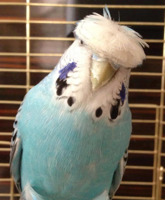 He's starting an all-bird Beatles cover band.