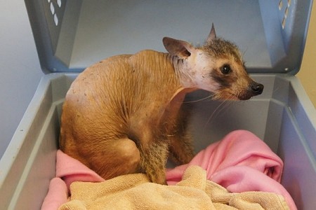 Found in Ontario, Canada, little Gizmo here must have struggled with the freezing cold Canadian weather having no fur.