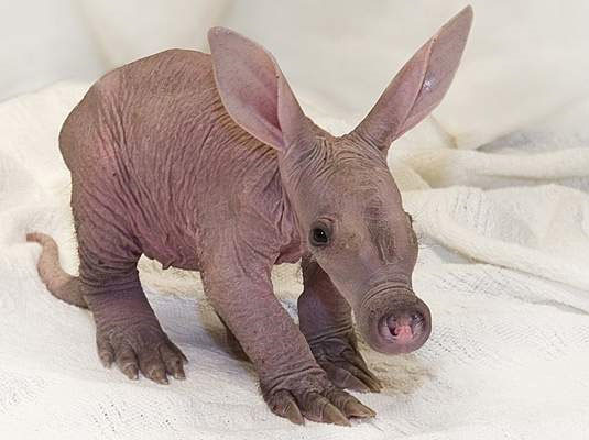 17.) This little guy might be bald now, but the news for him isn't so bad! All aardvarks are born fragile and hairless, but once they grow older they become less fragile and grow fur.