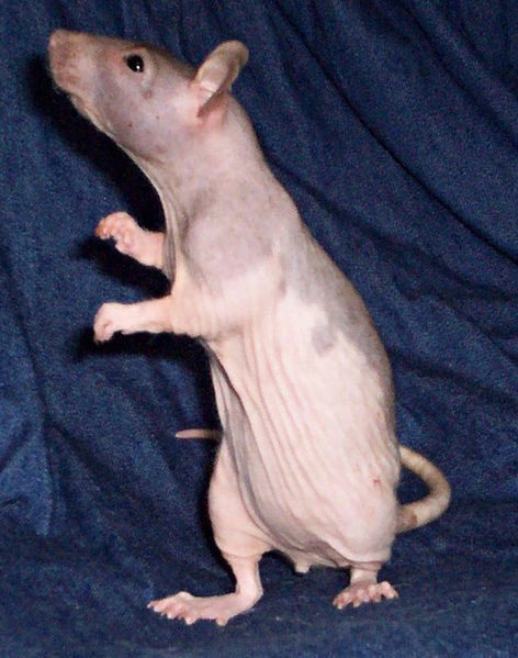 I don't like rats and I especially don't like hairless ones!