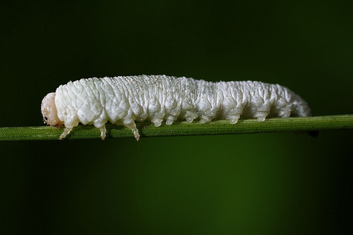 20.) This poor little caterpillar is bald and albino at the same time.