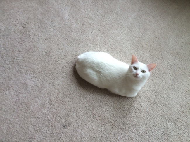 Can't beat that classic white Wonder Bread.