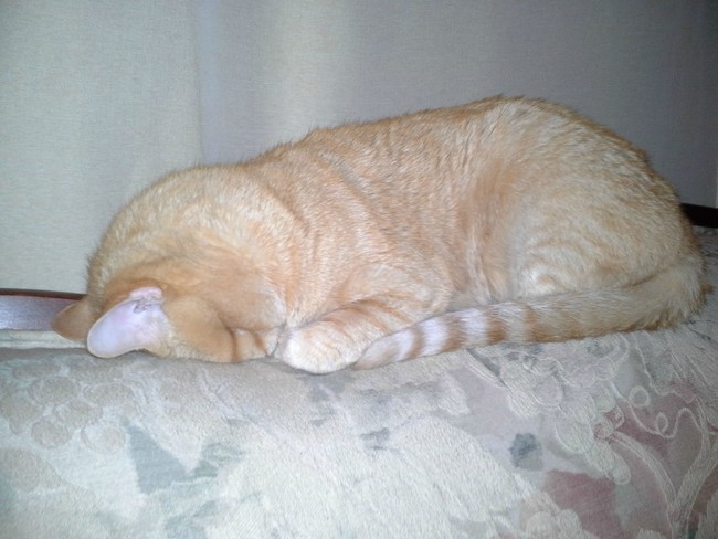 This cinnamon loaf could use more yeast.