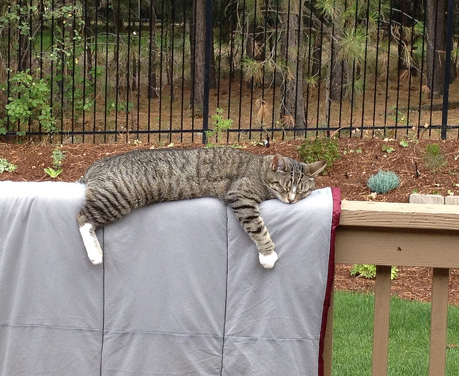 Nap in the air-conditioned home? Nah, he'd rather chill in 100-degree weather...on a hot sleeping bag.
