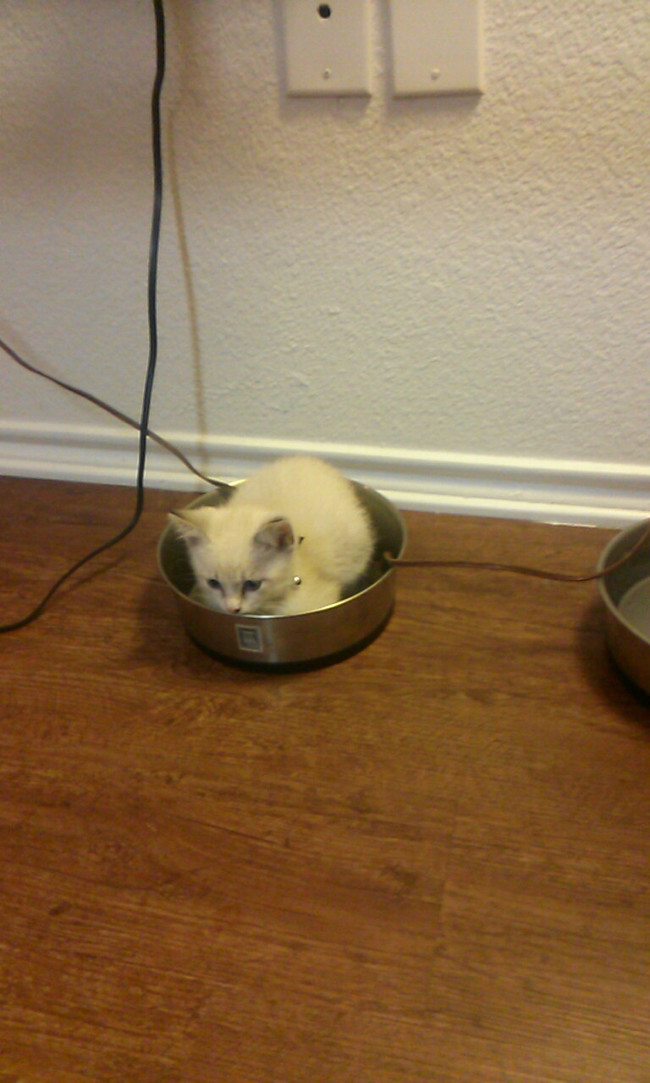 "This new bed is a little weird, but it smells good."