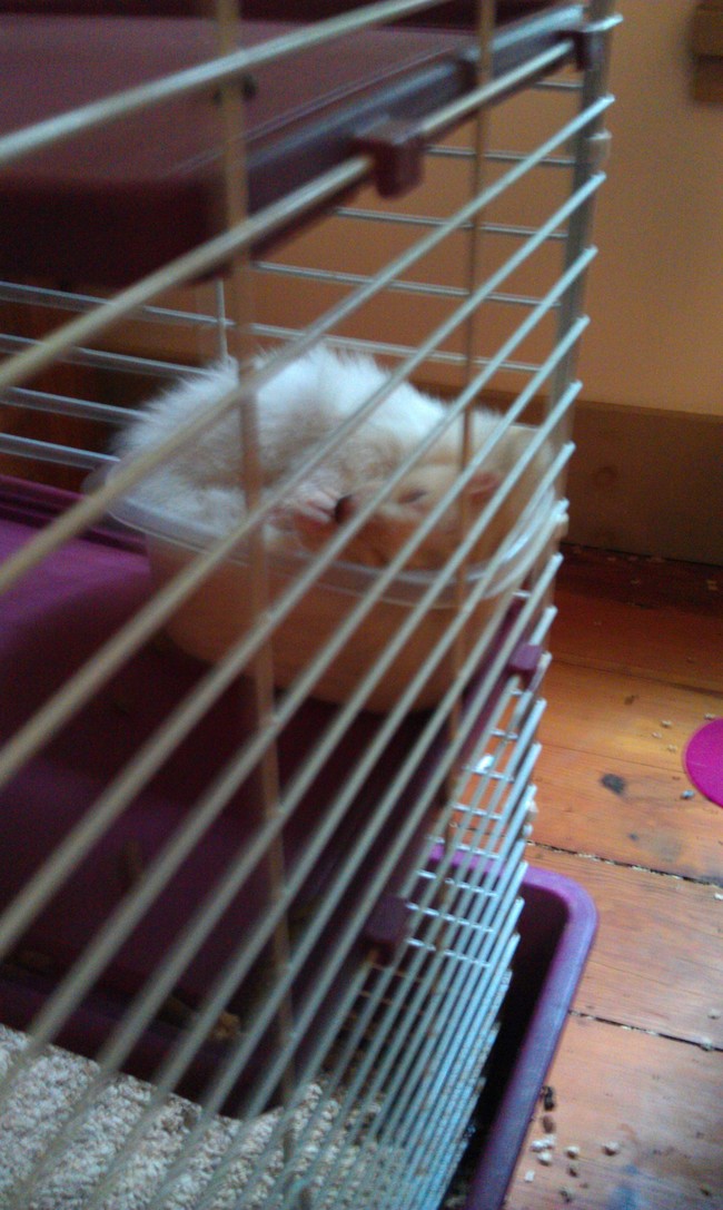 The hammock just wasn't snug enough.