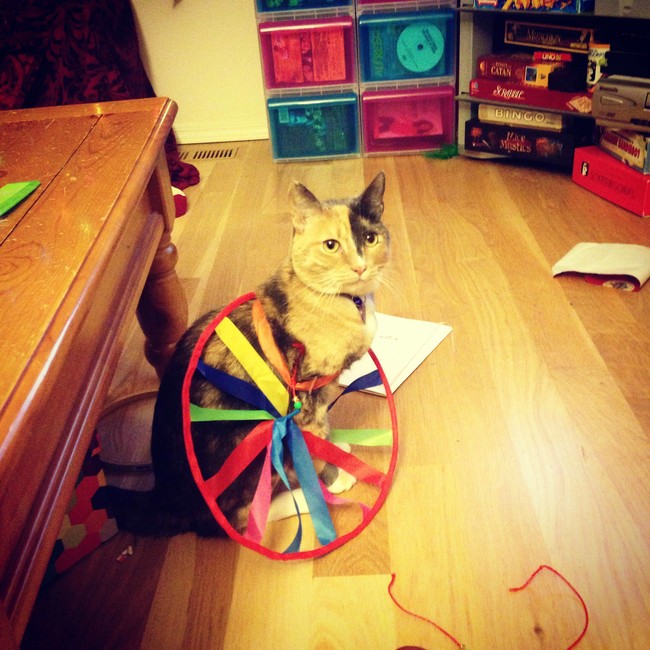 "Uh, it's the latest in cat fashion, okay?"