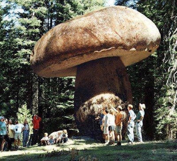 There's a giant, old mushroom in Oregon.