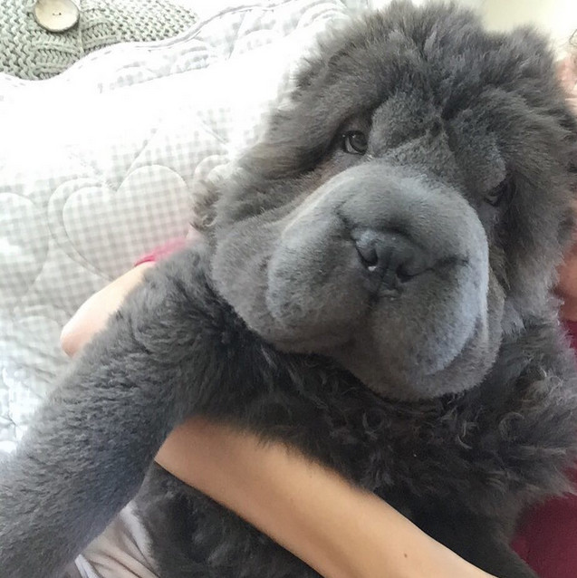 Bear coat shar pei for sale near me best sale