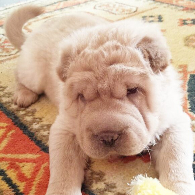 Bear shops hair shar pei