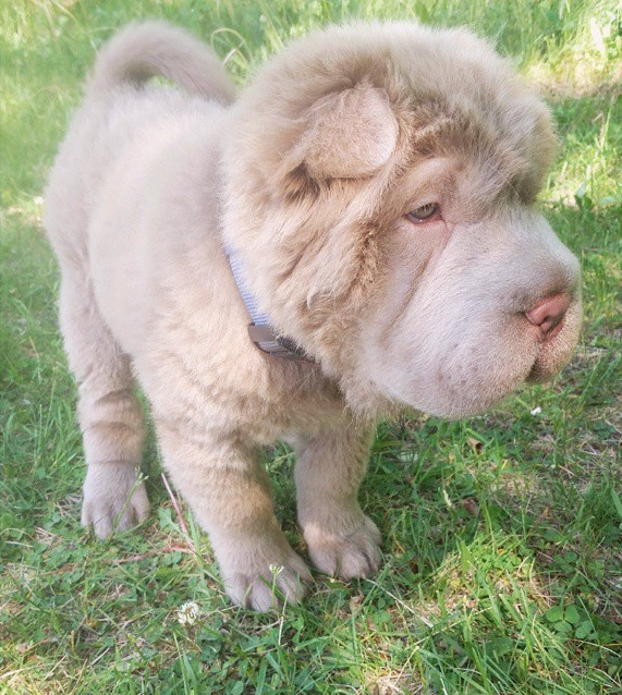 The Fluffy Coat Shar Pei Is A Thing And It s The Most Adorable Bear Pup Ever ViralNova