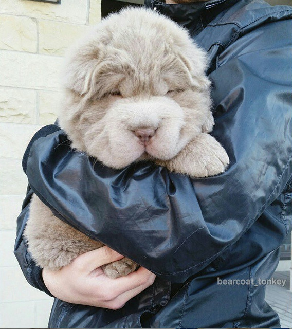 Mini bear coat shar pei for sale hotsell