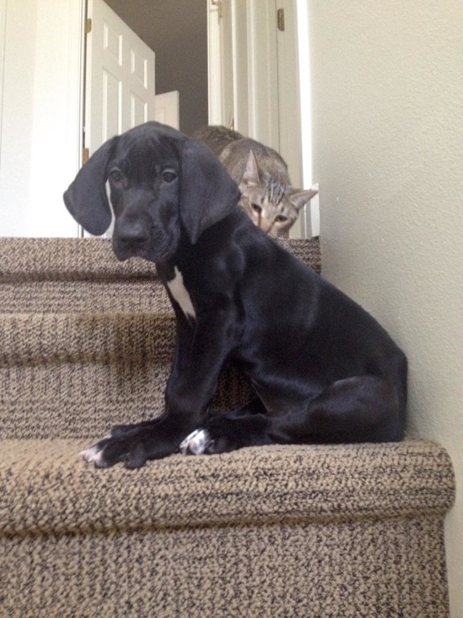 "There are definitely more stairs than yesterday."