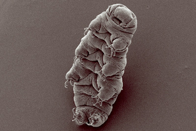 Tardigrades are impossible to kill.
