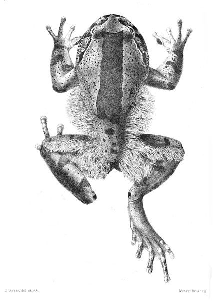 The hairy frog fights with its own bones.