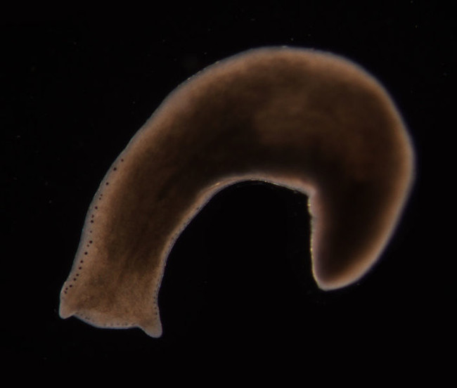The Planarian flatworm remembers.