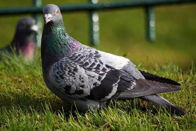 Pigeons remember faces.