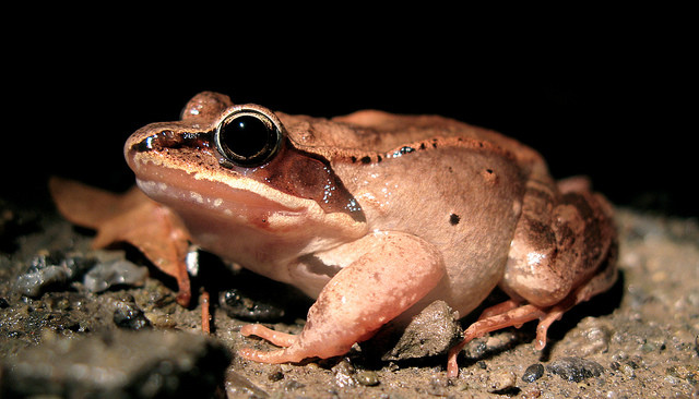 Wood frogs can withstand freezing.