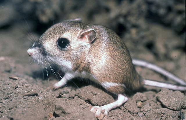 Kangaroo rats can go without water.
