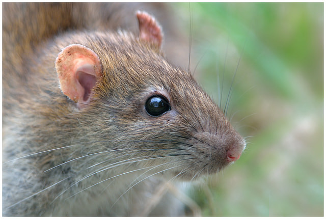 Rats can smell ionizing radiation.