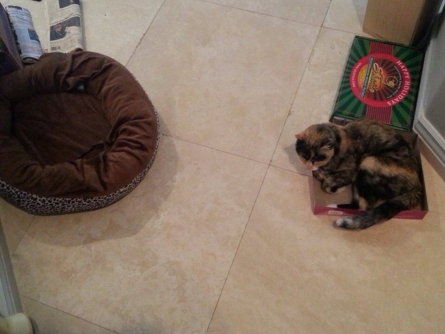 "Soft, pillowy, comfy bed? Nah."