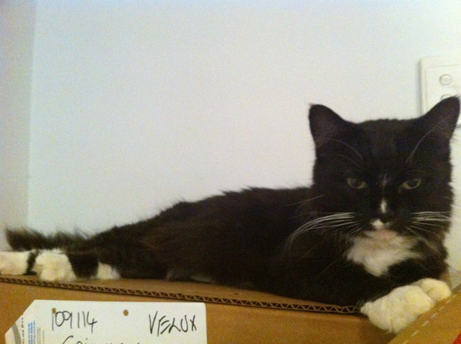 "Back away from the box and my claws will stay where they are."