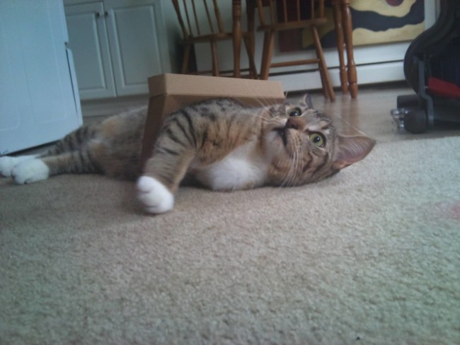 "This is fine! Everything is fine!!"