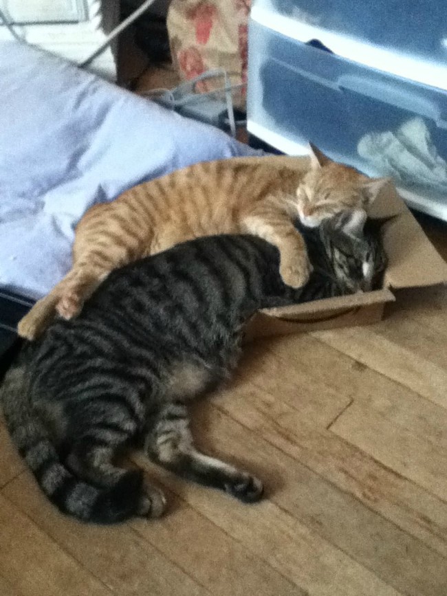 Cuddles feel better in cardboard...even if you don't exactly fit.