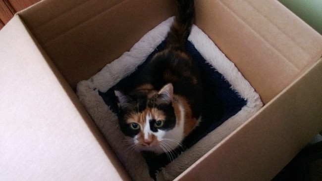 Perfect solution for the bed vs. cardboard debate.