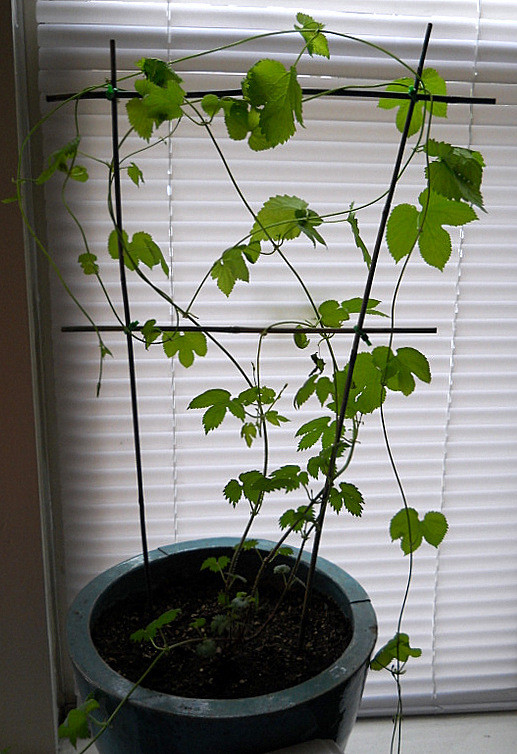 Build an easy, apartment-friendly trellis with zip ties and bamboo.