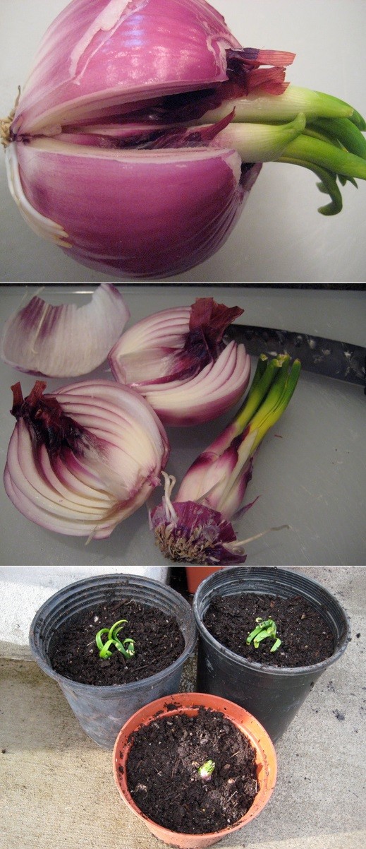 And onions!
