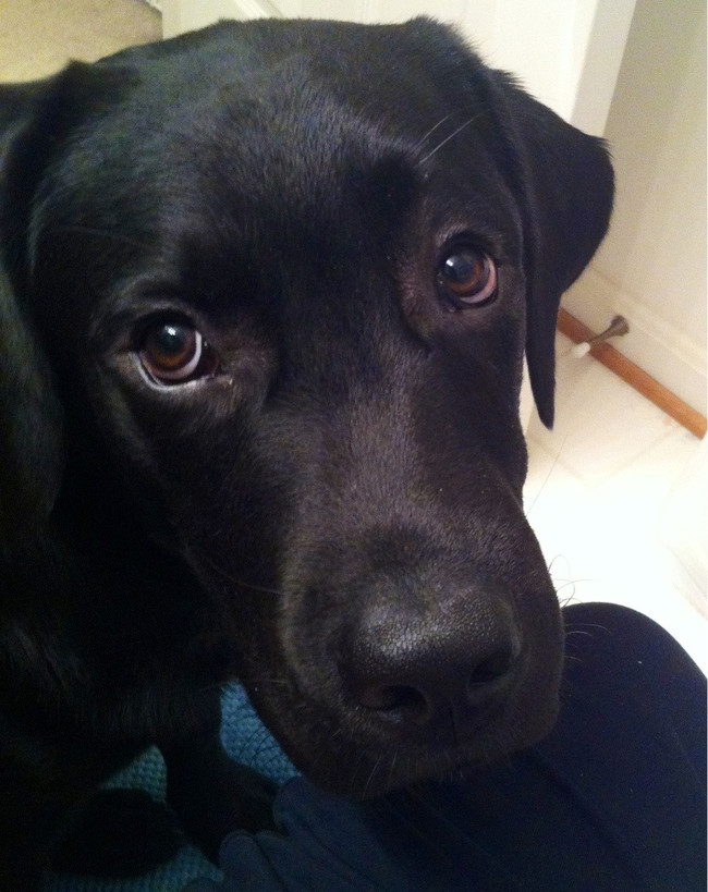 "Sigh, I wonder what it would be like to go on a walk..."