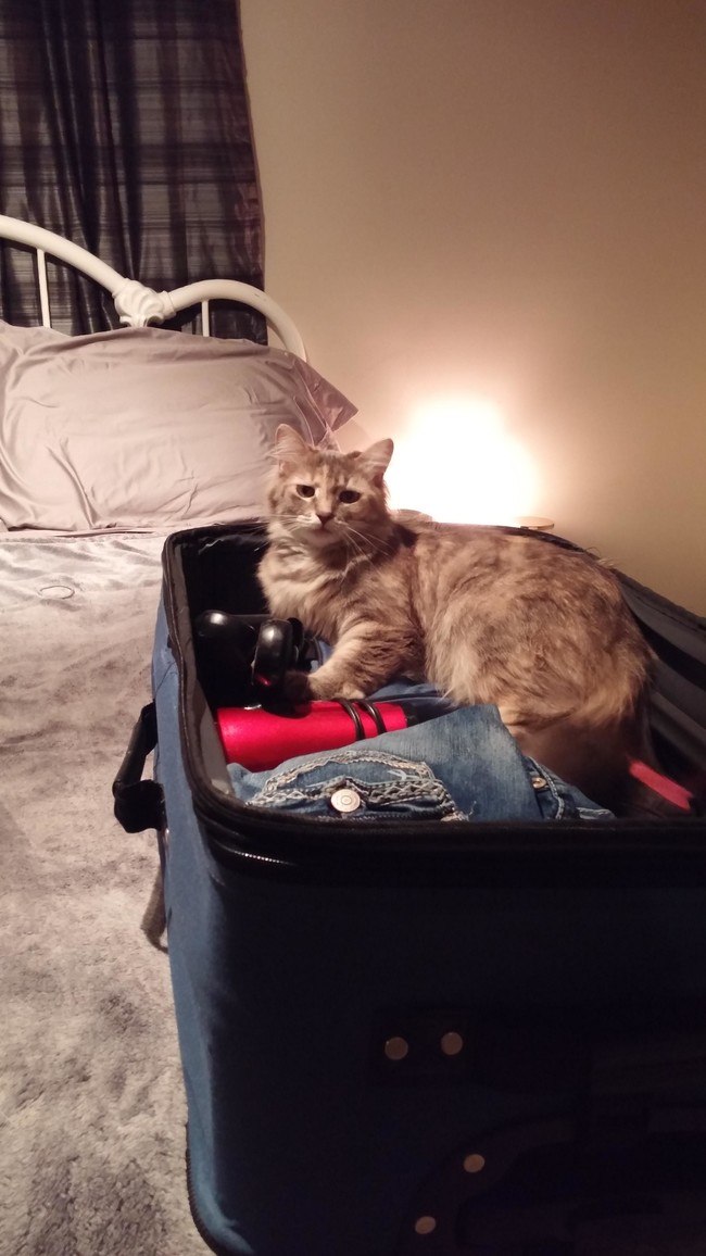 "See, I fit! I can come, too!"