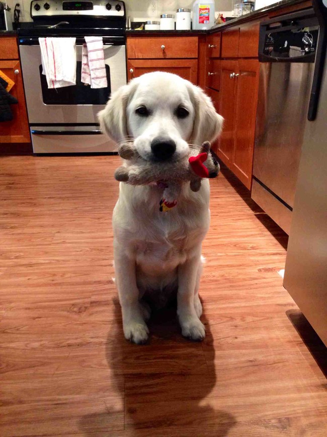 "Sure, I'll just play fetch by myself. No worries."