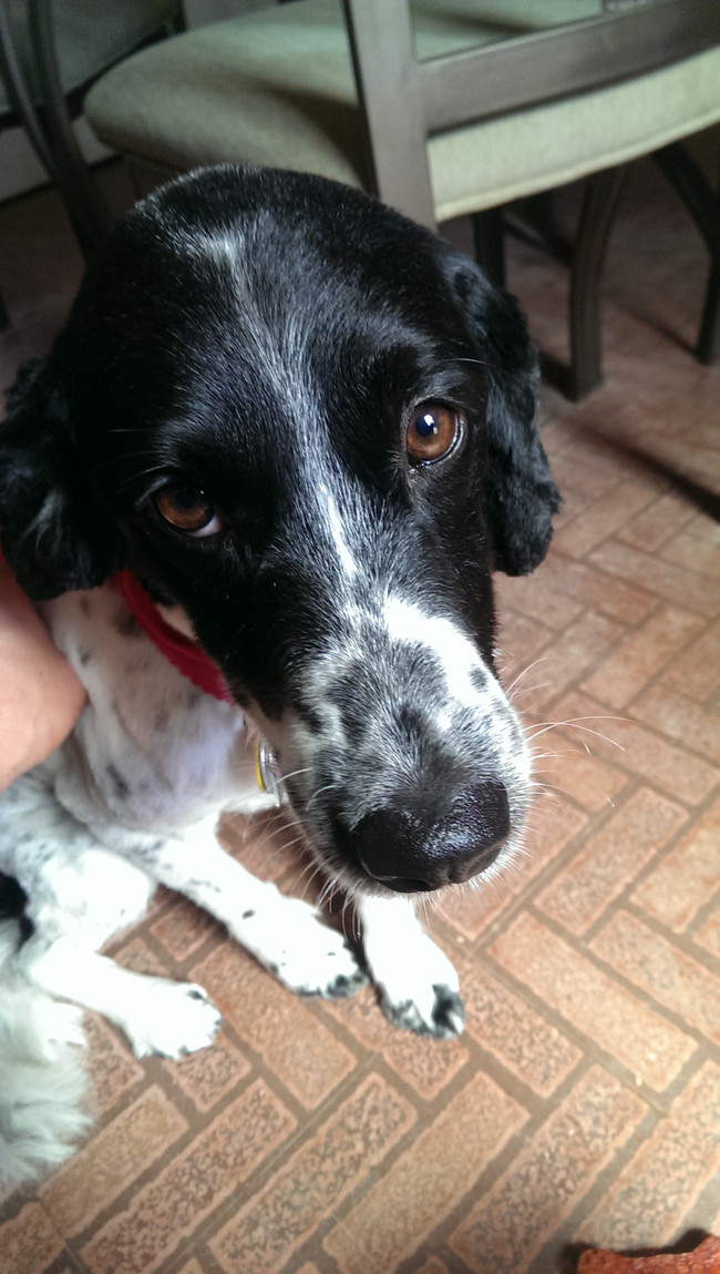 "I worked for weeks on that signature smell before the groomer washed it away."