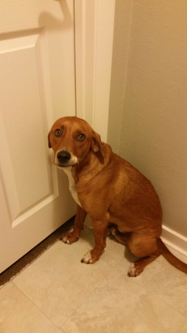 "I'm not even dirty! That dead thing I rolled around in was totally clean!"