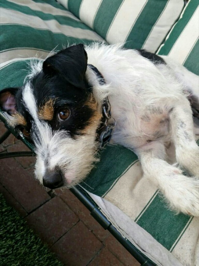 "Oh, so you think that's enough belly rubs?"