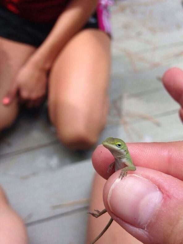 "I get it. I'm tiny and adorable. That's enough now."