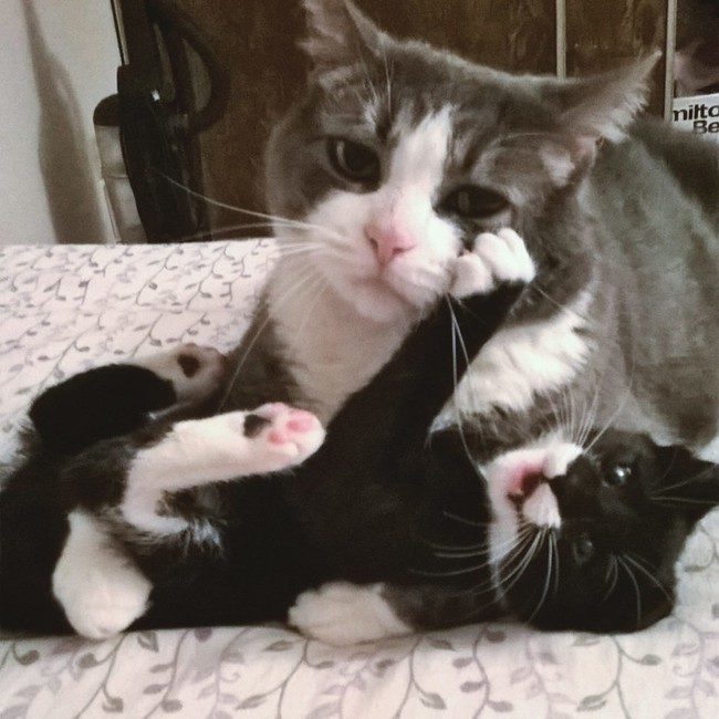 She's just...remembering what it was like before the kittens. Beaches, vacations, parties. *Siiiigh*