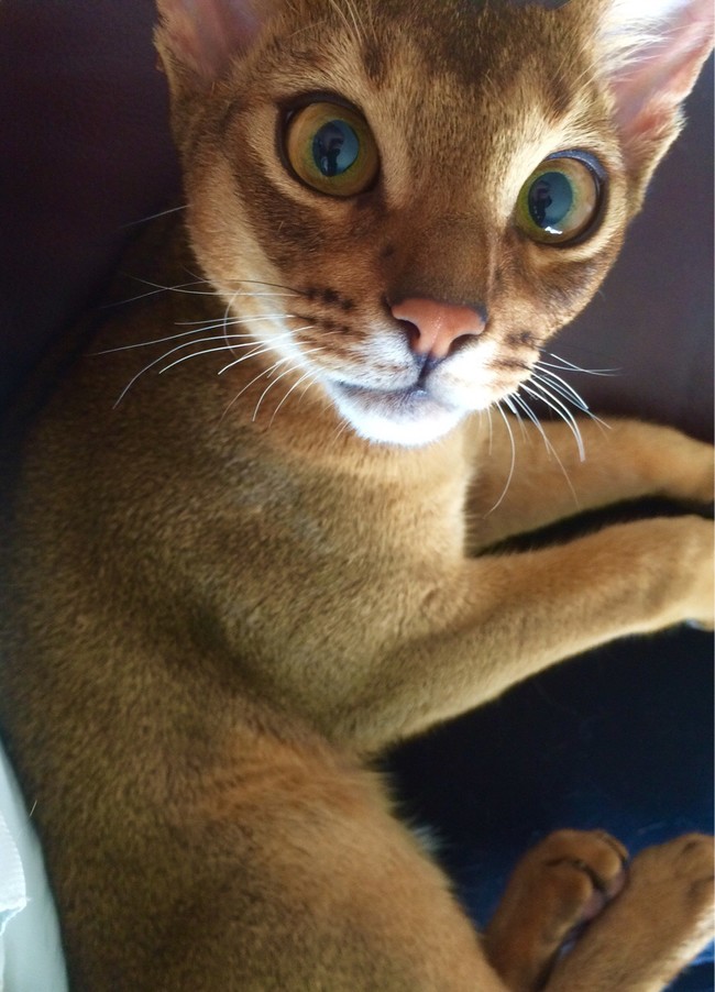 This curious lil' Abyssinian definitely just heard the can opener creak.