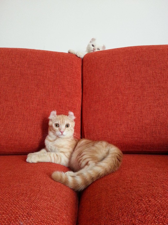 No hot iron necessary for these American curl cuties.